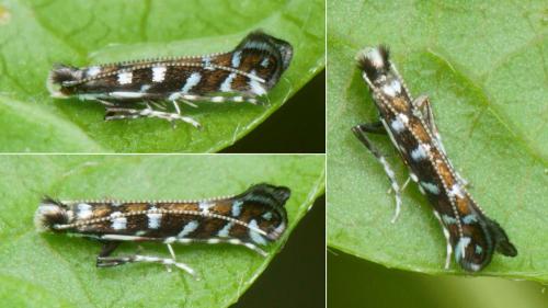 Réf. 234 038 : Parectopa ononidis